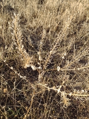 Lepidium perfoliatum