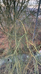 Parkinsonia florida