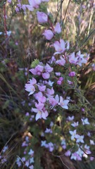Boronia pilosa
