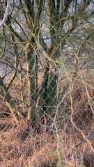 Parkinsonia florida