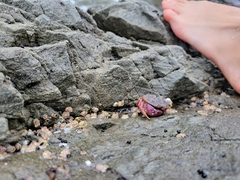 Glebocarcinus oregonensis