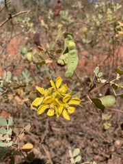 Senna glutinosa