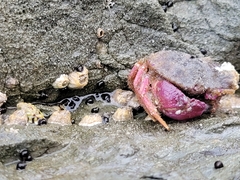 Glebocarcinus oregonensis