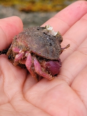 Glebocarcinus oregonensis