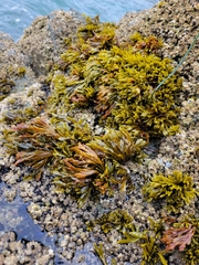 Pelvetiopsis limitata