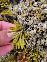 Pelvetiopsis limitata