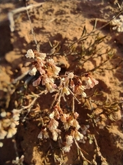 Eriogonum
