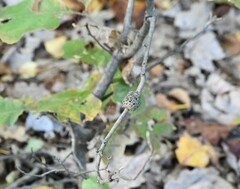 Callirhytis quercuspunctata