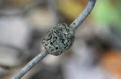 Callirhytis quercuspunctata