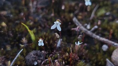 Stylidium perpusillum