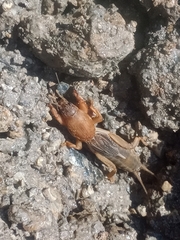 Neocurtilla hexadactyla