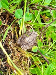 Pristimantis unistrigatus