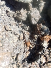 Neocurtilla hexadactyla