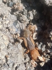 Neocurtilla hexadactyla