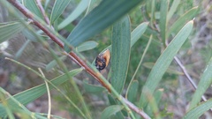Hakea ulicina
