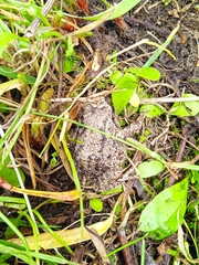 Pristimantis unistrigatus