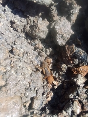 Neocurtilla hexadactyla