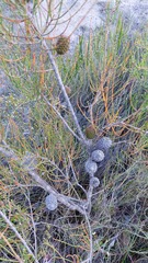 Allocasuarina verticillata