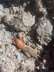 Neocurtilla hexadactyla