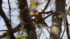 Pheucticus melanocephalus