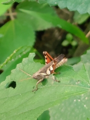 Xenocatantops brachycerus