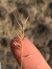 Festuca octoflora