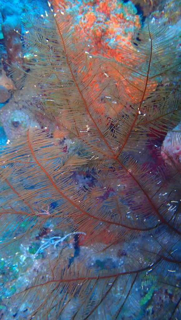 Feather black coral