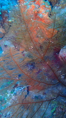 Plumapathes pennacea