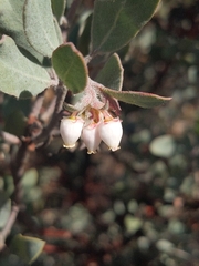 Arctostaphylos silvicola