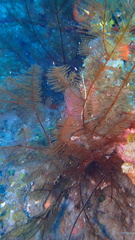 Plumapathes pennacea