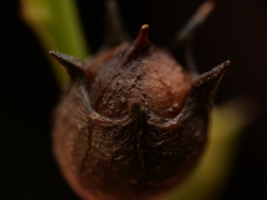 Agalinis fasciculata