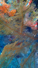 Plumapathes pennacea