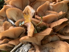 Desarmillaria