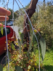 Eucalyptus caesia