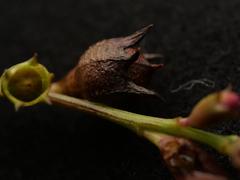 Agalinis fasciculata