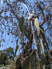 Eucalyptus caesia