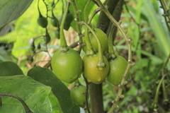 Solanum cajanumense