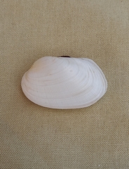 Venerupis galactites