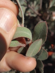 Arctostaphylos silvicola
