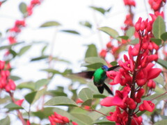 Thalurania glaucopis
