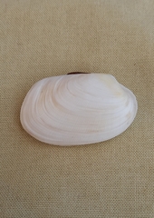 Venerupis galactites