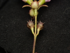 Agalinis fasciculata