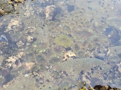 Anthopleura elegantissima