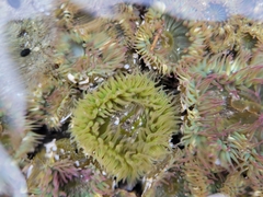 Anthopleura elegantissima