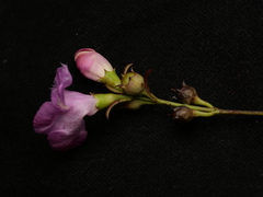 Agalinis fasciculata