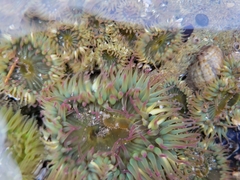 Anthopleura elegantissima