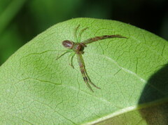 Diaea ambara