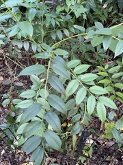 Leucothoe