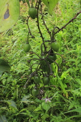 Solanum cajanumense