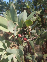 Arctostaphylos andersonii